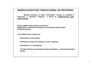 MODIFICACION POST-TRADUCCIONAL DE PROTEINAS.