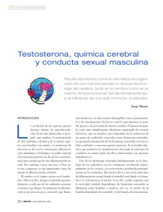 Testosterona, química cerebral y conducta sexual masculina