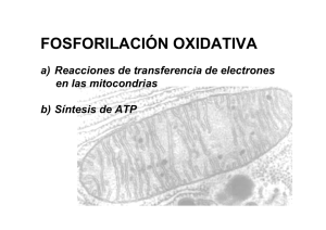 (Microsoft PowerPoint - Fosforilaci\363n oxidativa 10I.ppt)