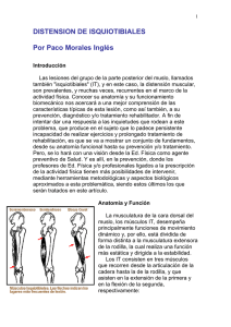 DISTENSION DE ISQUIOTIBIALES Por Paco