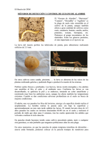 Boletín nº 6. Métodos de detección y control de gusano de alambre