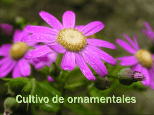 Cultivo de ornamentales