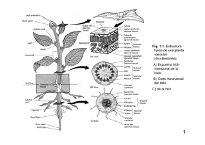 Fig. 1.1. Estructura típica de una planta vascular (dicotiledónea). A