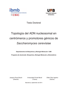 Topología del ADN nucleosomal en centrómeros y promotores