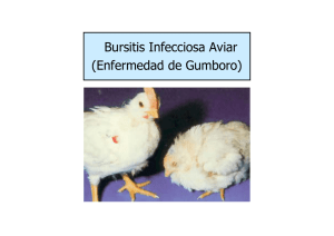 Bursitis Infecciosa Aviar