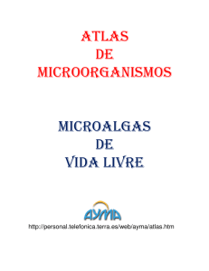 atlas de microorganismos microalgas de vida livre