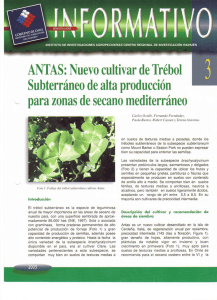 ANTAS: Nuevo cultivar de Trébol Subterráneo de alta