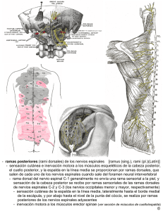 - ramas posteriores (rami dorsales) de los nervios espinales [ramus