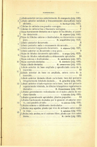 I Lóbulo anterior ondulado y frecuentemente abarquill