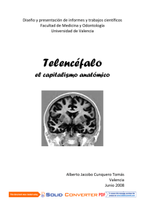 Telencéfalo, el capitalismo anatómico