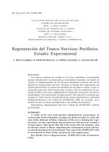 Regeneración del Tronco Nervioso Periférico. Estudio Experimental