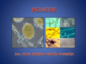 HONGOS - Generalidades, metabolismo