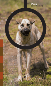 Perro (Canis familiaris)