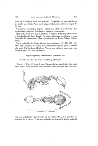 que ancho por detrás. Patas muy largas. Metatarsos posteriores