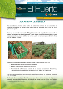 Boletín nº 120. Alcachofa de semilla.