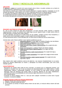 zona y músculos abdominales