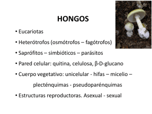 HONGOS - ecaths1.s3.amazonaws.com(Clases: Hmenomycetes