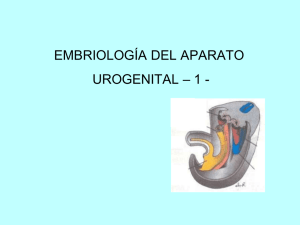 Sistema urogenital
