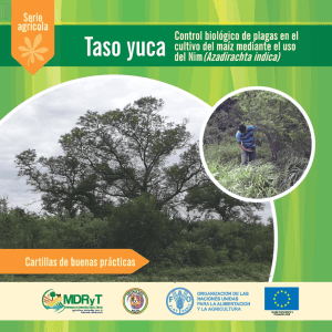 Taso Yuca: Control biológico de plagas en el cultivo del maíz