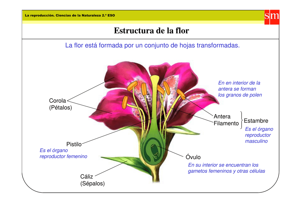 Estructura de la flor