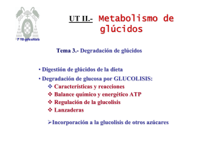 UT II.- Metabolismo de glúcidos