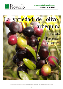 La variedad de olivo arbequina. Pasado , presente y futuro.