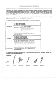 Morfología comparada de insectos.