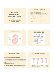 Práctica 4: Fisiología renal y equilibrio ácido-base.