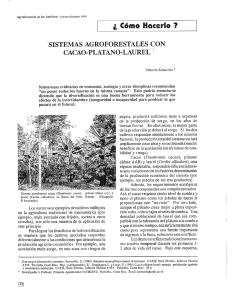 SISTEMAS AGROFORESTALES CON CACAO-PLATANO—-LAL