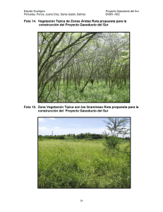 Foto 14. Vegetación Típica de Zonas Áridas Ruta propuesta para la