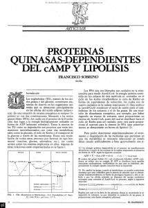 proteínas quinasas-dependientes