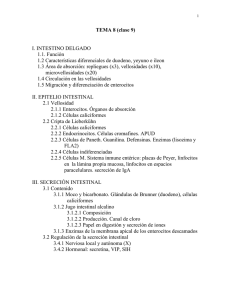 TEMA 8 (clase 9) I. INTESTINO DELGADO 1.1. Función