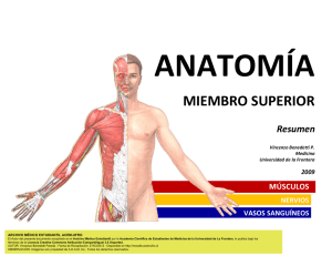 ANATOMÍA - Resumen Músculos - Miembro Superior