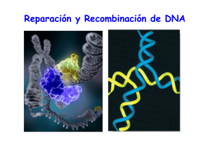 Reparación de ADN por Recombinación Homóloga