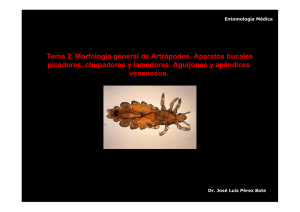 Tema 2. Morfología de Artrópodos 2.