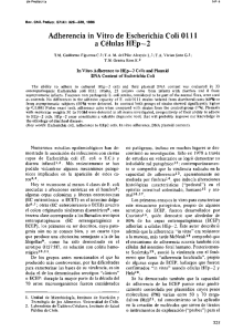 Adherencia in Vitro de Escherichia Coli 0111 a Celulas HEp—2
