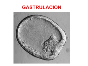 teorica Gastrulacion