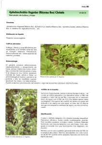 PDF ficha de diagnóstico