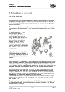 El Enebro (Juniperus communis.L)