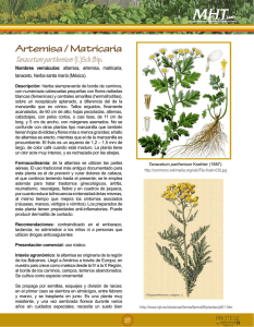 Artemisa / Matricaria Tanacetum parthenium