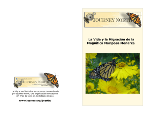 La Vida y la Migración de la Magnífica Mariposa Monarca