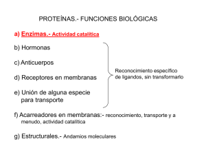 PROTEÍNAS.- FUNCIONES BIOLÓGICAS a) Enzimas.