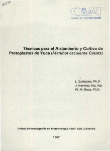 Técnicas para el Aislamiento y Cultivo de Protoplastos de Yuca