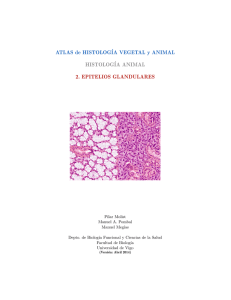 Epitelios glandulares - Atlas de Histología Vegetal y Animal