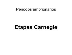 23 etapas embrionarias del Carnegie