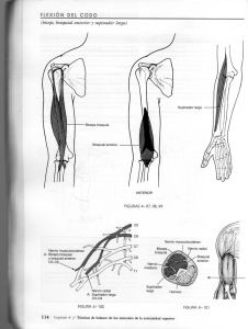 Page 1 114 Capítulo 4 / Técnicas de balance de los músculos de la
