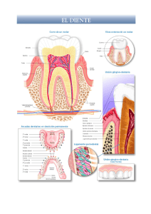 Láminas de anatomía