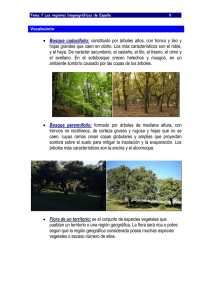Bosque caducifolio: constituido por árboles altos, con tronco y liso y
