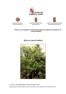 Quercus paucirradiata