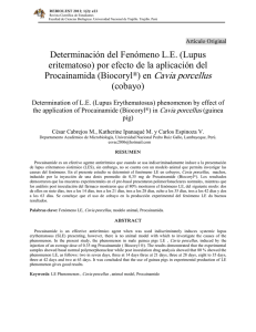 Determinación del Fenómeno L.E. (Lupus eritematoso) por efecto